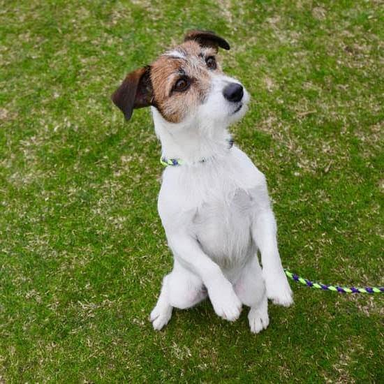 How to Train Your Dog Not to Jump on People How to Train Your Dog Not to Jump on People