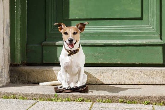 How to Train Your Dog to Become Service Dog 1 How to Train Your Dog to Become Service Dog