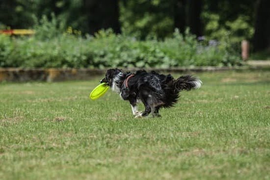 How to Train Your Dog to Bite Someone