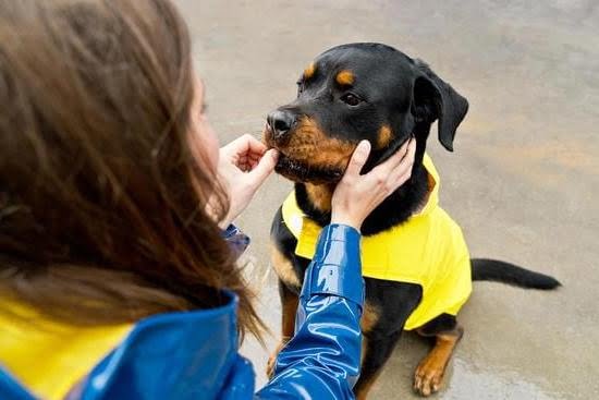 How to Train Your Dog to Fetch Specific Items How to Train Your Dog to Fetch Specific Items