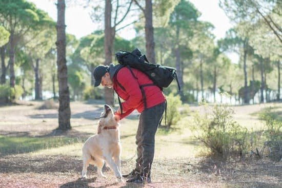 How to Train Your Dog to Follow Basic Commands How to Train Your Dog to Follow Basic Commands