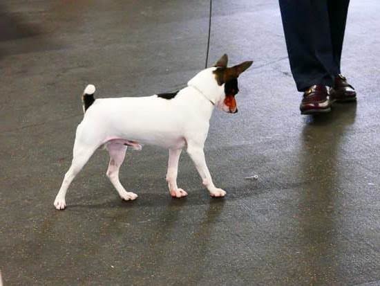 How to Train Your Dog to Give Its Paw How to Train Your Dog to Give Its Paw