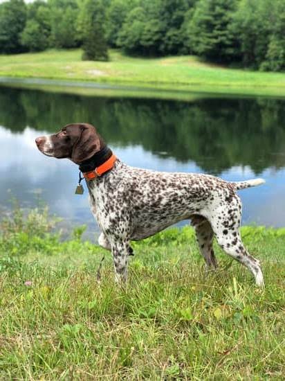 How to Train Your Dog to Hunt Deer Sheds How to Train Your Dog to Hunt Deer Sheds