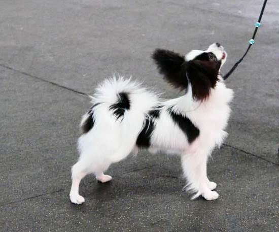 How to Train Your Dog to Not Bite Your Feet How to Train Your Dog to Not Bite Your Feet