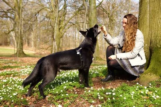 How to Train Your Dog to Not Snatch