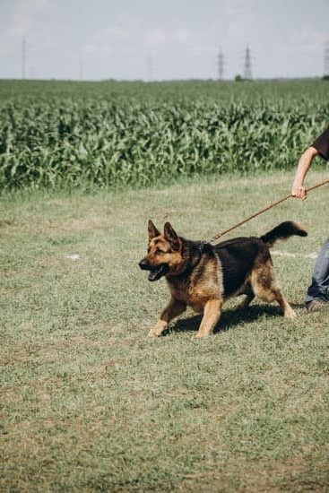 How to Train Your Dog to Stay Inside Alone 1 How to Train Your Dog to Stay Inside Alone