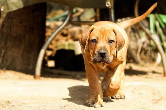 How to Train Your Dog With a Remote Training Collar How to Train Your Dog With a Remote Training Collar