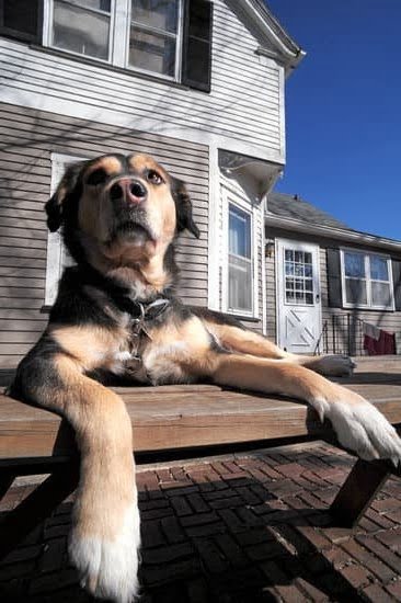 How to Train Your Hunting Dog How to Train Your Hunting Dog