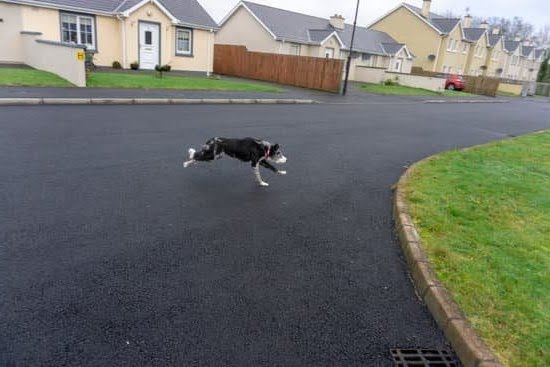 How to Train Your Mutant Fire Dog 1 How to Train Your Mutant Fire Dog