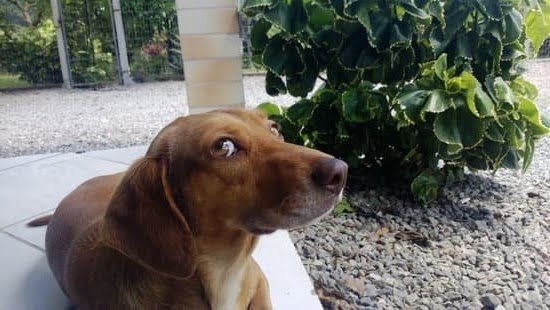 How to Train Your Puppy to Become a Guard Dog