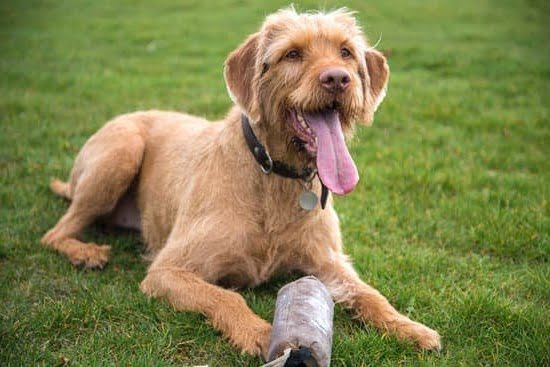 How Would U Train Ur Dog