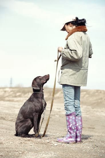 In Home Dog Training St Louis