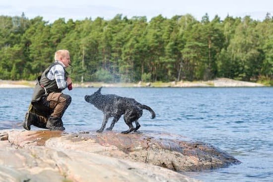 Is Training a Service Dog Tax Deductible Is Training a Service Dog Tax Deductible