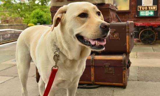 Learn to Be a Dog Trainer Learn to Be a Dog Trainer