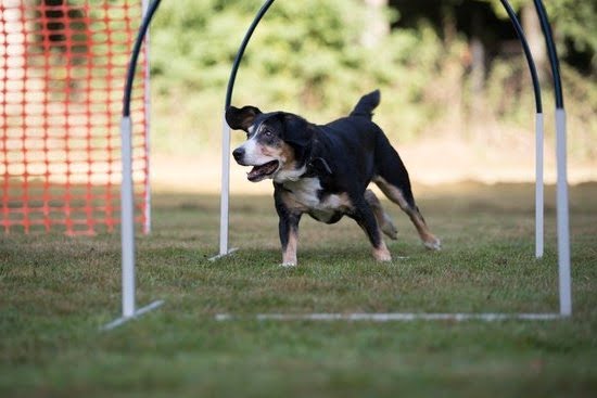 Mark Stover Dog Trainer Mark Stover Dog Trainer