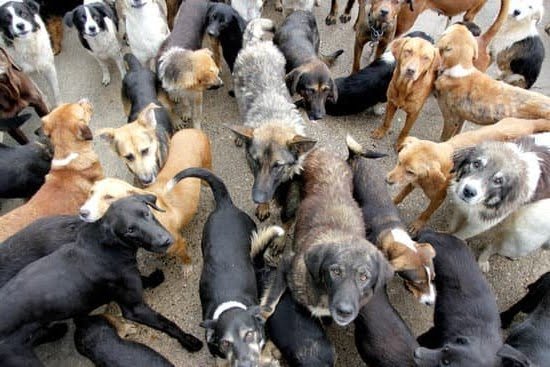 Michael Ellis Dog Training Videos 1 Michael Ellis Dog Training Videos