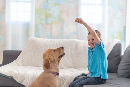 Reno Dog Training Reno Dog Training