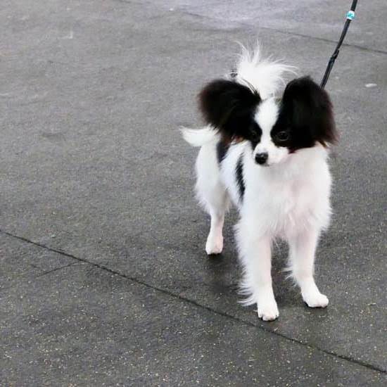 Service Dog Training Arkansas