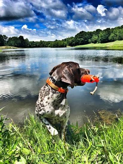 Stay and Train Dog Training Stay and Train Dog Training