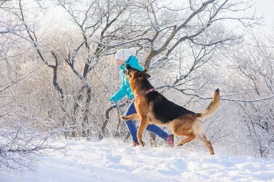 Support Dog Training Cost 1 Support Dog Training Cost
