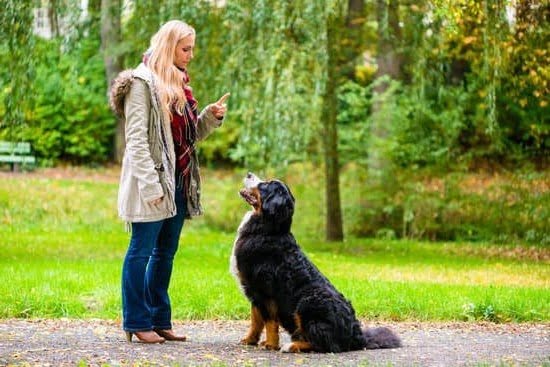 Top Rated Training Collars for Dogs Top Rated Training Collars for Dogs