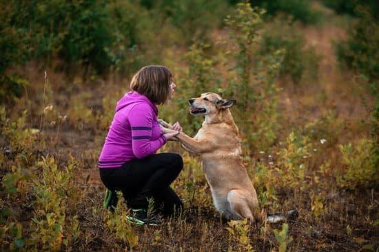 Torrance Dog Training | Every Day Interests