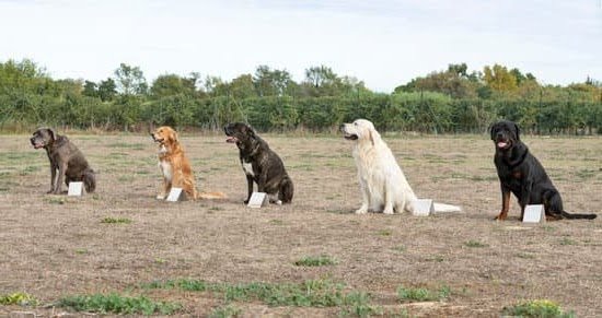 Training Dog to Stay in Yard