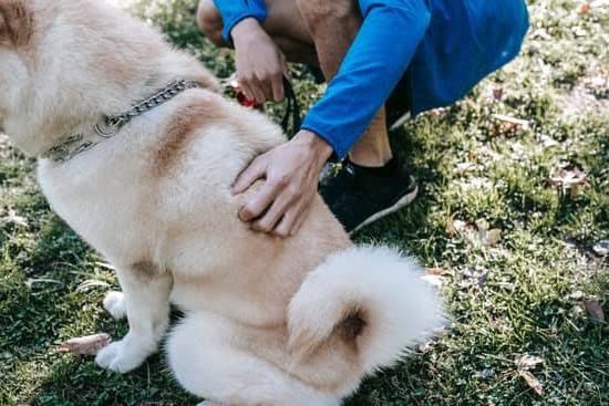 Training Toys for Dogs Training Toys for Dogs