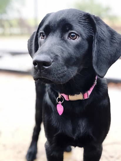 Treats to Train Dogs