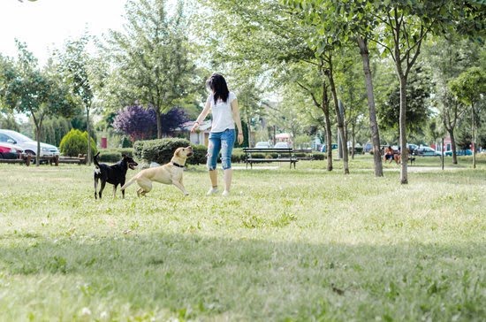What is Advanced Obedience Training for Dogs What is Advanced Obedience Training for Dogs