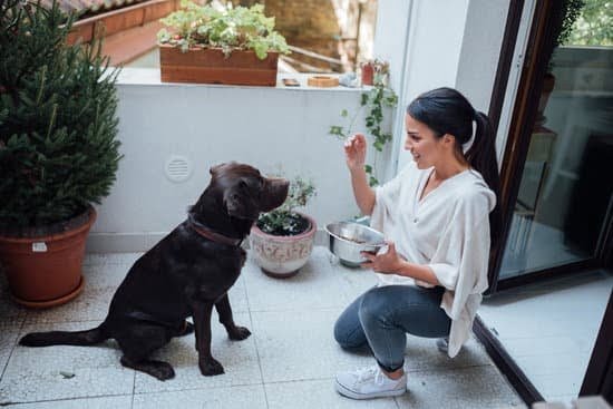 What is Akc Dog Training 1 What is Akc Dog Training