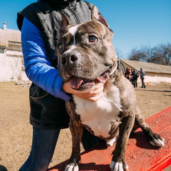 What is an Actual Ptsd Dog Trained to Do