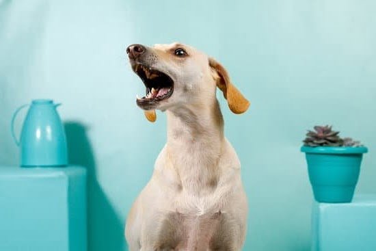 What’s the Best Dog Training Book