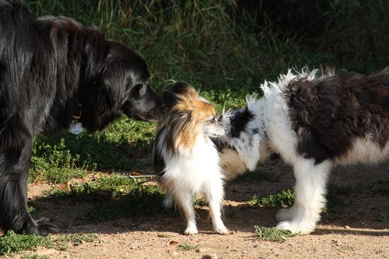 When a Dog Gets Pushy About Wanting Treats During Training When a Dog Gets Pushy About Wanting Treats During Training
