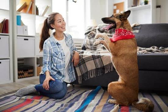 When Can I Train My Dog on Invisible Fence 1 When Can I Train My Dog on Invisible Fence