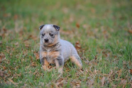 When Can You Train a Dog for Search and Rescue When Can You Train a Dog for Search and Rescue