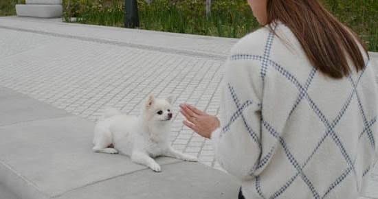When to Start Training a Bird Dog