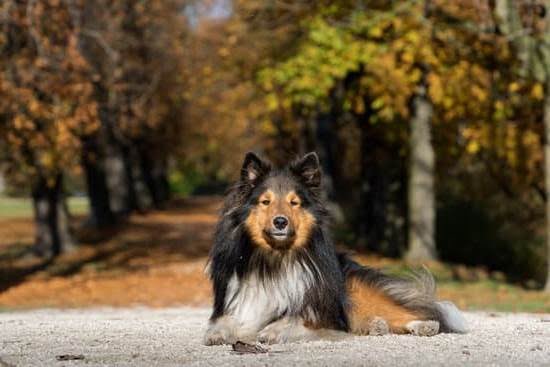 Where to Buy Anti Bark Trainer for Dogs Where to Buy Anti Bark Trainer for Dogs