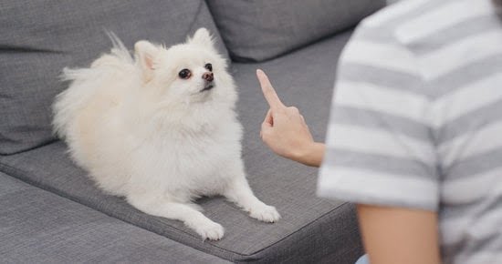 Which Dog Breed is Easiest to Potty Train Which Dog Breed is Easiest to Potty Train