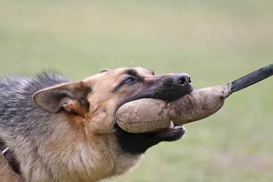 Which Small Dogs Are Easy to Train Which Small Dogs Are Easy to Train