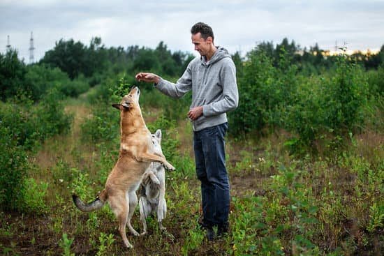 Who Trains a Service Dog 1 Who Trains a Service Dog