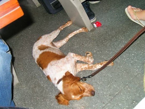 Will Using Cayenne Pepper to Trains Dog Hurt the Dog Will Using Cayenne Pepper to Trains Dog Hurt the Dog