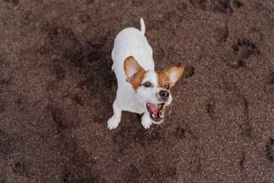 Zoom Room Dog Training Locations