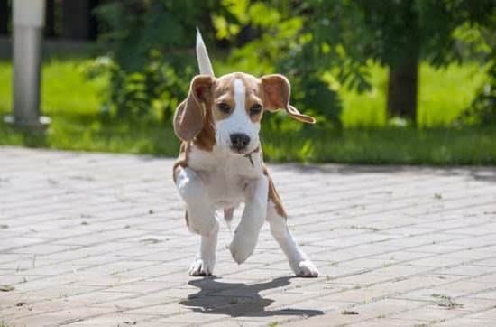 Auburn University Dog Training Auburn University Dog Training