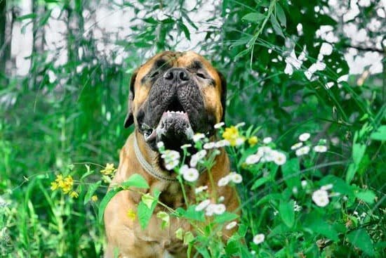 Baden Dog Training 1 Baden Dog Training