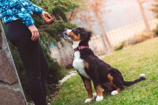 Cincinnati Dog Training Club Cincinnati Dog Training Club