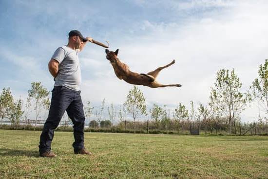 Does the Va Pay for Dog Grooming Training Does the Va Pay for Dog Grooming Training