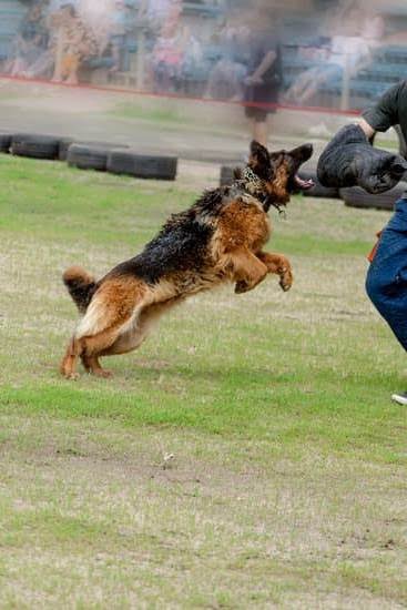 Dog Agility Training in Illinois Dog Agility Training in Illinois
