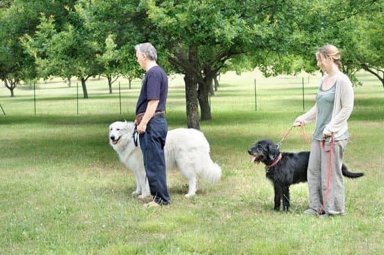 Dog Board and Train Colorado