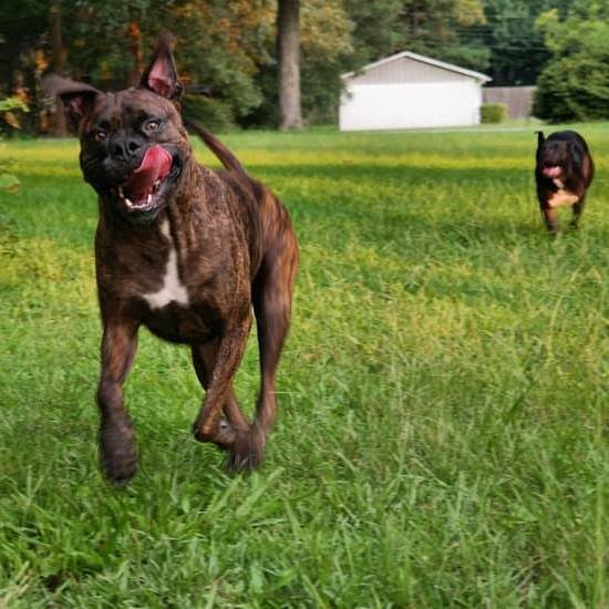 Dog Daycare Employee Training